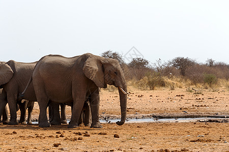 非洲大象聚集在水坑里野生动物法力动物大草原男性公园国家成人哺乳动物耳朵图片