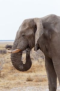 Etosha国家公园上的非洲大象耳朵象牙食草老人树干野生动物国家荒野动物男性图片
