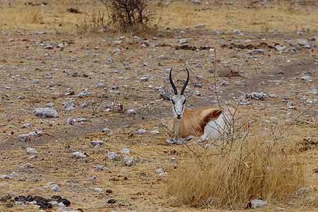 斯普林博克安蒂多尔卡斯羚羊荒野动物群栖息地食草公园喇叭跳羚哺乳动物内存图片