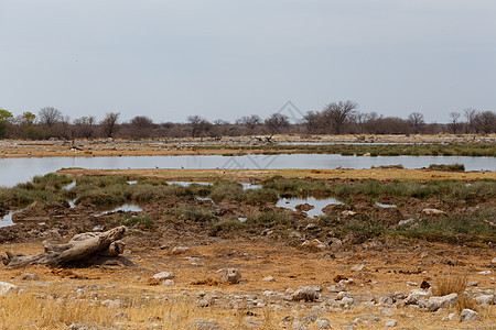 Namibia 游戏保护区中的空洞水坑溪流环境荒野树木沙漠草地池塘蓝色旅行场景背景图片