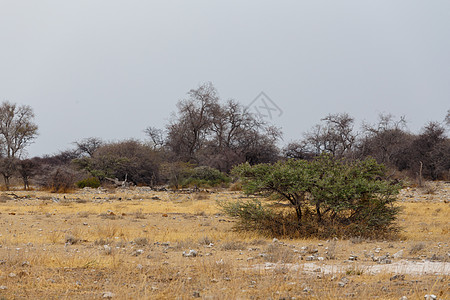 NAmibia 游戏保留区风景荒野自由环境旅行沙漠场景草地绿色天空图片