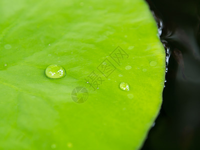 莲叶上的水滴植物希望叶子精力绿色花园背景图片