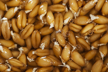 小麦种子草药植物群面包胚芽植物食物谷物图片