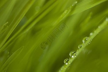 草地 在草地上下垂植物雨滴植物群图片