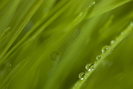 草地 在草地上下垂植物雨滴植物群背景图片