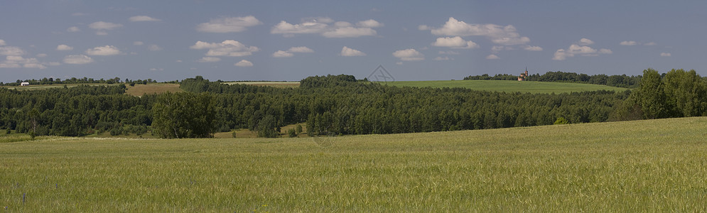 全景夏季风景森林天空场地植物地平线背景图片