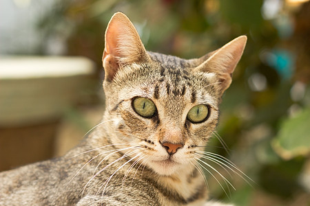 家居猫午休宠物晶须猫科条纹灰色毛皮动物哺乳动物白发图片