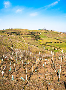 意大利春天山丘上的葡萄园 意大利白酒农场季节风光土地产区栽培生长房子国家图片