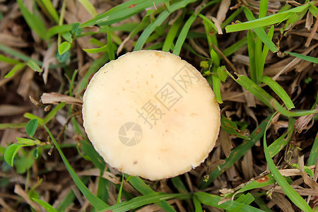 一个在公园密闭的蘑菇美食烹饪白色食物饮食团体麝香森林植物季节性图片