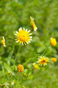 田中美丽的黄花草地植物学香味植物群场地花园花粉甘菊生长辉光图片