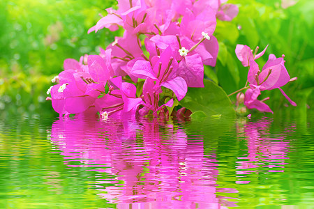 红花开花花园季节粉色花瓣红色公园叶子植物群紫色宏观图片