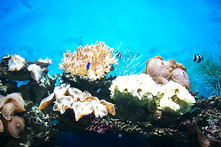 海底热带旅行世界荒野浮潜野生动物呼吸管游泳水族馆海洋图片