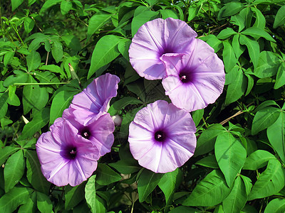 紫色结菜花美丽植物群庆典杂草荣耀院子生长叶子场地农村图片