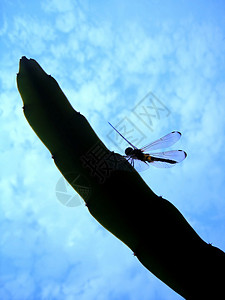 龙枝上飞龙昆虫昆虫学生物学漏洞蛇尾绿色白色生活蜻蜓身体图片