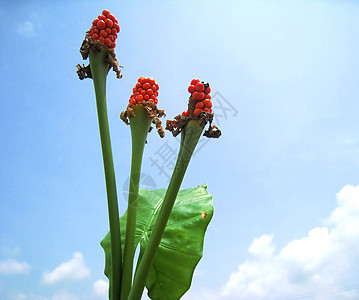 Alocasia花朵和在蓝天上离开耳朵绿色天空草本植物肉质背景蓝色植物芋头红色图片
