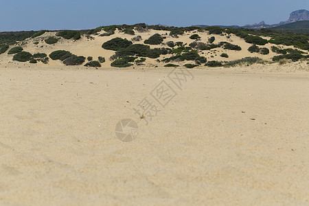 撒丁岛Piscinas海滩金子植被全景冒险土地日光浴海岸太阳丘陵爬坡背景图片