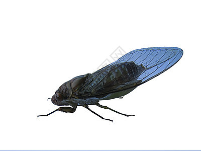 白背景孤立的 cicada图片