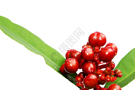 白上孤立的红野果荒野红色白色叶子花瓶生长灌木圆形图片
