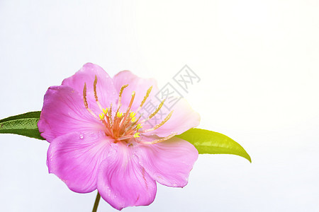 粉花花叶子植物粉色灌木花园植物群绿色花序花瓣白色图片