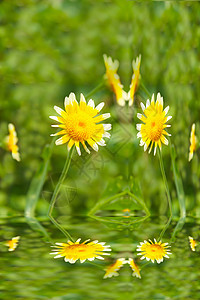 田中美丽的黄花太阳生长场地甘菊香味花粉洋甘菊花园草地植物群图片