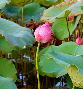 粉红莲花花与绿叶花反思叶子明信片植物花瓣百合花园水线池塘公园图片