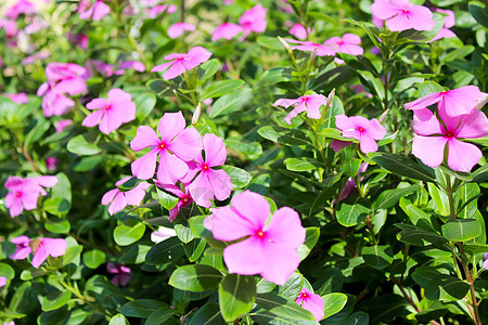 花园中美丽的粉红色花朵植物背景荒野宏观公园草地卡片雏菊叶子场景图片