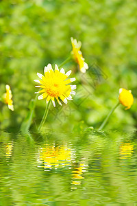 田中美丽的黄花环境洋甘菊植物群植物学植物花瓣草地花粉太阳辉光图片