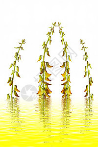 Yelllow 花朵  近视花瓣绿色生长宏观格柏植物黄色白色雏菊花园图片