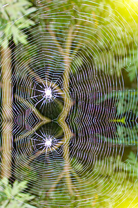蜘蛛花园插图昆虫危险动物陷阱水晶野生动物丝绸圆圈图片