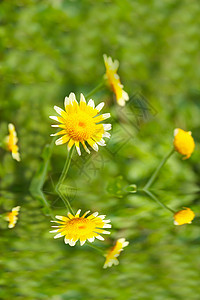 田中美丽的黄花香味场地太阳花瓣洋甘菊花粉辉光植物群环境雏菊图片