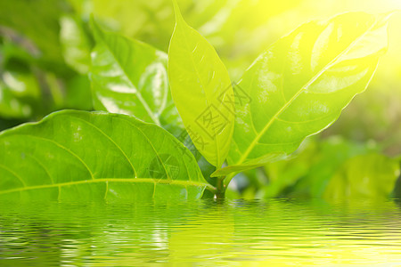 太阳光背景中的绿色细菌环境公园植物叶子生长卡片药品病菌耳环太阳图片