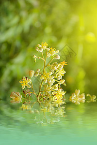 黄色花朵阳光白色绿色郁金香季节公园草地叶子植物群红色图片