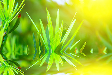 绿芽背景樱花环境花园枝条生活植物学叶子植物群太阳图片