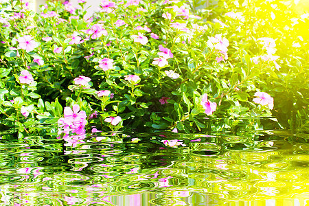 花园中美丽的粉红色花朵卡片太阳公园草地背景叶子植物群场景场地植物图片