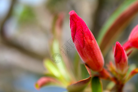 花园中美丽的粉红色花朵太阳植物群草地雏菊季节场景场地植物花束公园图片