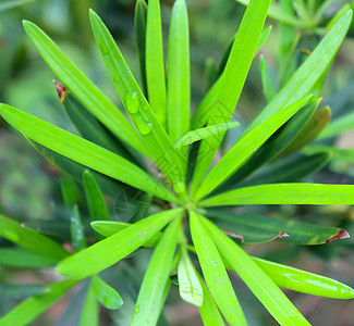 绿芽环境生态晴天植物群花瓣季节樱花花园背景太阳图片