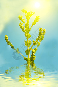 生菜花雏菊香味植物洋甘菊生长场地药品花瓣植物群花粉图片