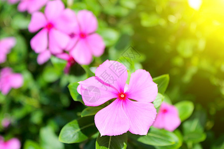 花园中美丽的粉红色花朵荒野雏菊植物群季节公园草地宏观背景墙纸花束图片