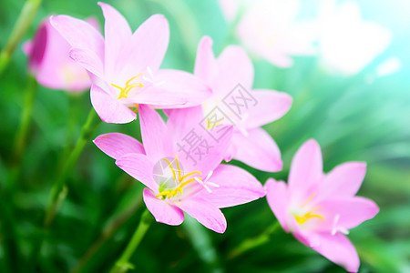 花园中美丽的粉红色花朵叶子背景太阳卡片季节荒野植物植物群场地场景图片