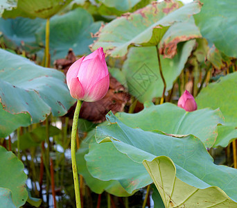 粉红莲花花与绿叶花植物学花园荷花叶子软垫水线植物池塘季节睡莲图片