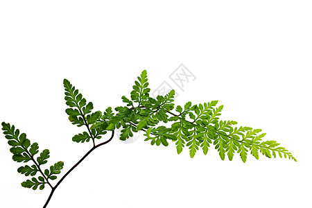 白色背景上孤立的绿叶植物宏观植物学蕨类绿色植物群图片