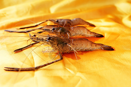 新鲜虾虾杂货店尾巴触手旅行美食市场摊位团体贝类太阳图片