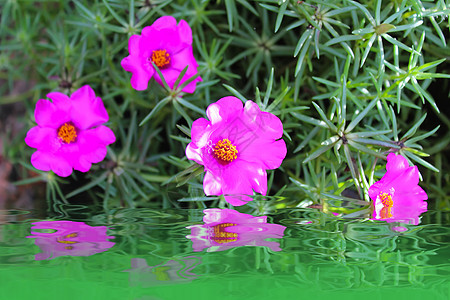 美丽的红花雏菊紫色工作室礼物花瓣植物白色植物群大丽花粉色图片