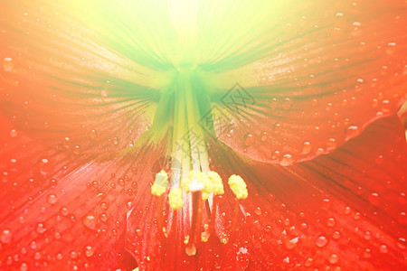 美丽的红百合花园园艺阳光雄蕊花粉植物季节杂交种树叶植物群图片