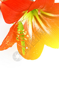红色百合红柱内的宏观照片绿色刺槐甲虫粉色蟋蟀昆虫跳跃者危险花园图片