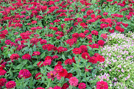 在迦南的花朵中花瓣电传植物学植物群季节性粉色肉质植物红色乐队图片
