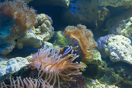 珊瑚礁和珊瑚海洋环境热带阳光学校异国蓝色殖民地动物海景黑子图片