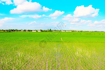 蓝色天空下的绿地植物草地场地爬坡阳光季节牧场远景全景天气图片