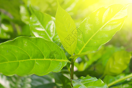 太阳光背景中的绿色细菌建造生长环境植物群公园太阳绿色植物植物花粉卡片图片