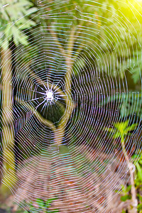蜘蛛网络插图危险圆圈花园野生动物陷阱动物水晶昆虫图片